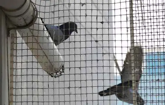 Bird Net and Pigeon Control by Harvik Windows